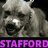 STAFFORD1