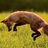 NightFox
